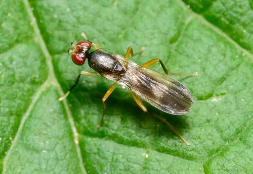 Clusiodes apiculatus
