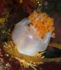 False White Sea Cucumber thumbnail 2