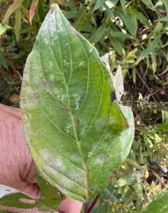 Erysiphe tortilis thumbnail 3