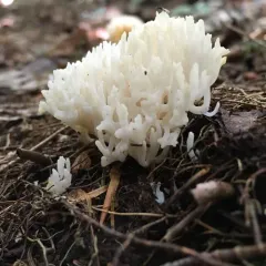 white coral fungus thumbnail 3