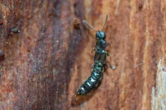 Anomognathus cuspidatus thumbnail 1