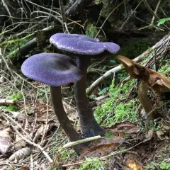 violet webcap thumbnail 2
