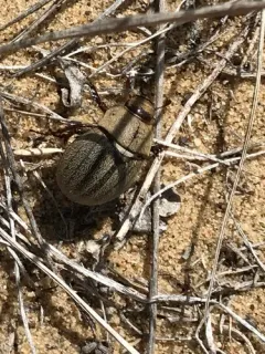 Lanceolated Chafer thumbnail 3