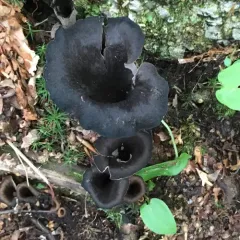 Eastern Black Trumpet thumbnail 4