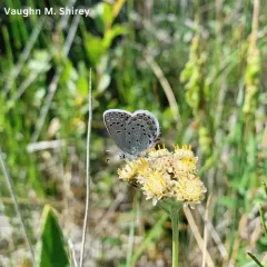 Northern Blue thumbnail 1