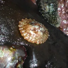 Leather Limpet thumbnail 2