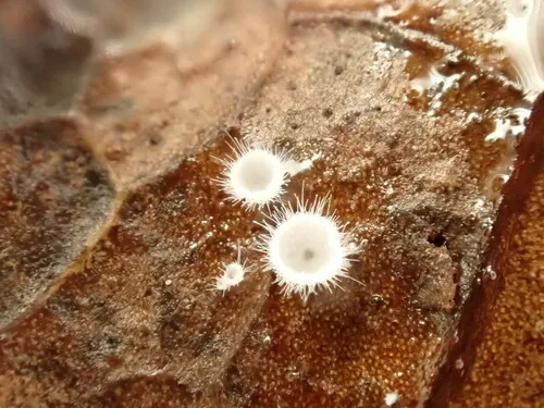 Seticyphella niveola