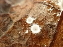 Seticyphella niveola thumbnail 1