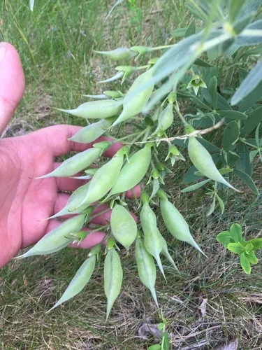 longbract wild indigo