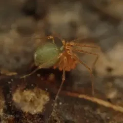 Usofila pacifica thumbnail 1