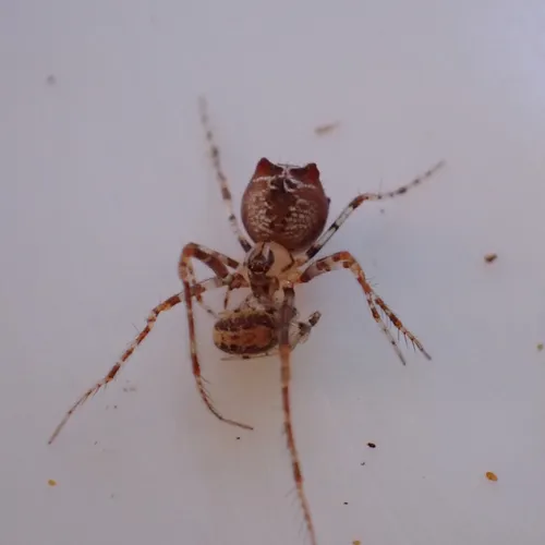 Ero tuberculata