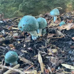 Verdigris Agaric thumbnail 4