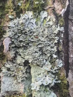 Scaly Fringe Lichen thumbnail 4