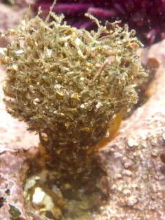 Basket-top Spaghetti Worm thumbnail 1