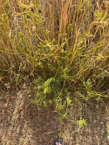 Prairie Bundleflower