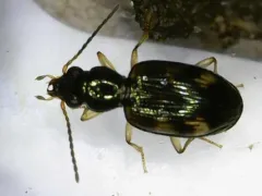 Bembidion affine thumbnail 2