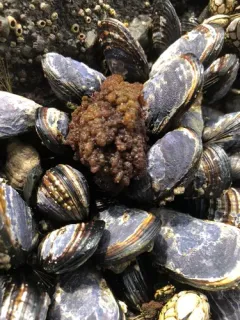 beauty bush alga thumbnail 3