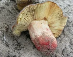 Russula ventricosipes thumbnail 4