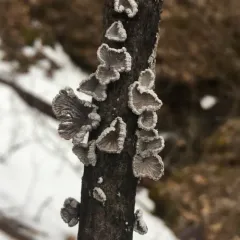 splitgill mushroom thumbnail 3