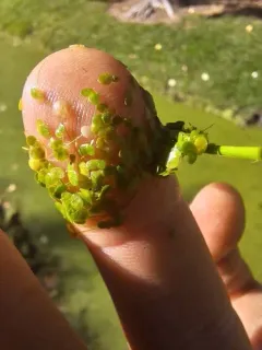 Least Duckweed thumbnail 3