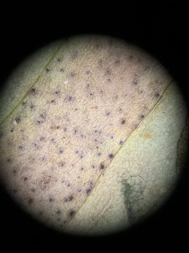 Septoria menyanthis