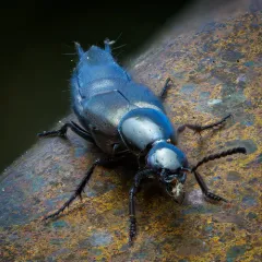 Philonthus cognatus thumbnail 2