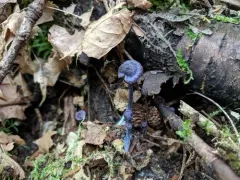 Entoloma occidentale thumbnail 3