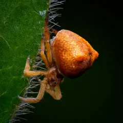 Gertsch's Triangleweaver thumbnail 1