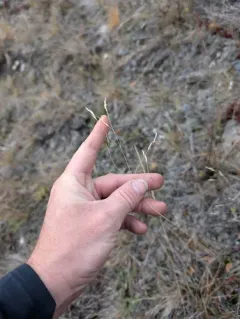 Richardson's needlegrass thumbnail 3
