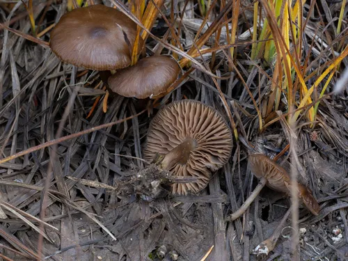 Entoloma bisporigerum