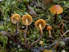 Mythicomyces corneipes thumbnail 2