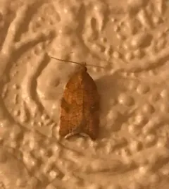 Rhomboid Tortrix thumbnail 4