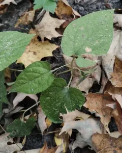 Virginia snakeroot thumbnail 4