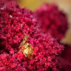 One-spotted Stink Bug thumbnail 4