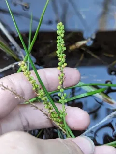 Three-ribbed Arrowgrass thumbnail 4