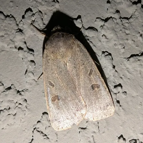 Lesser Yellow Underwing