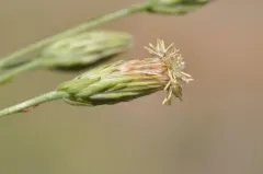 Narrowleaf Brickellbush thumbnail 2
