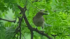 Curve-billed Thrasher thumbnail 3