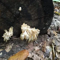 Bear's Head Tooth thumbnail 3