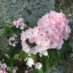 mountain laurel thumbnail 3