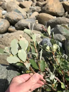 del norte willow thumbnail 2