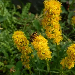 Northwestern Marsh Fly thumbnail 4
