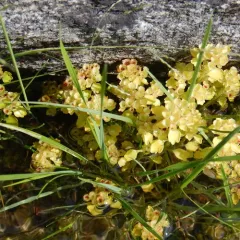 northern golden-saxifrage thumbnail 4