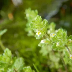 Arctic Eyebright thumbnail 2