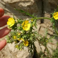 Coast cinquefoil thumbnail 3
