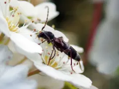 Microclytus compressicollis thumbnail 2