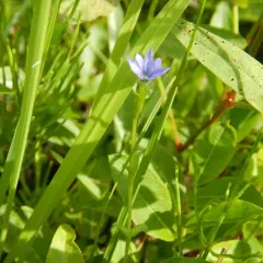 pygmy gentian thumbnail 3