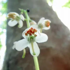 shinleaf thumbnail 1