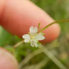 Dahurian Willowherb thumbnail 3