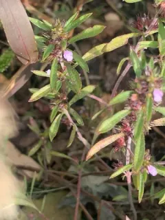 Summer Savory thumbnail 4